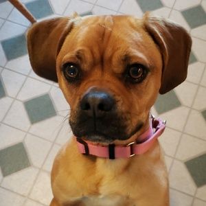 Meet your Posher, Sophie